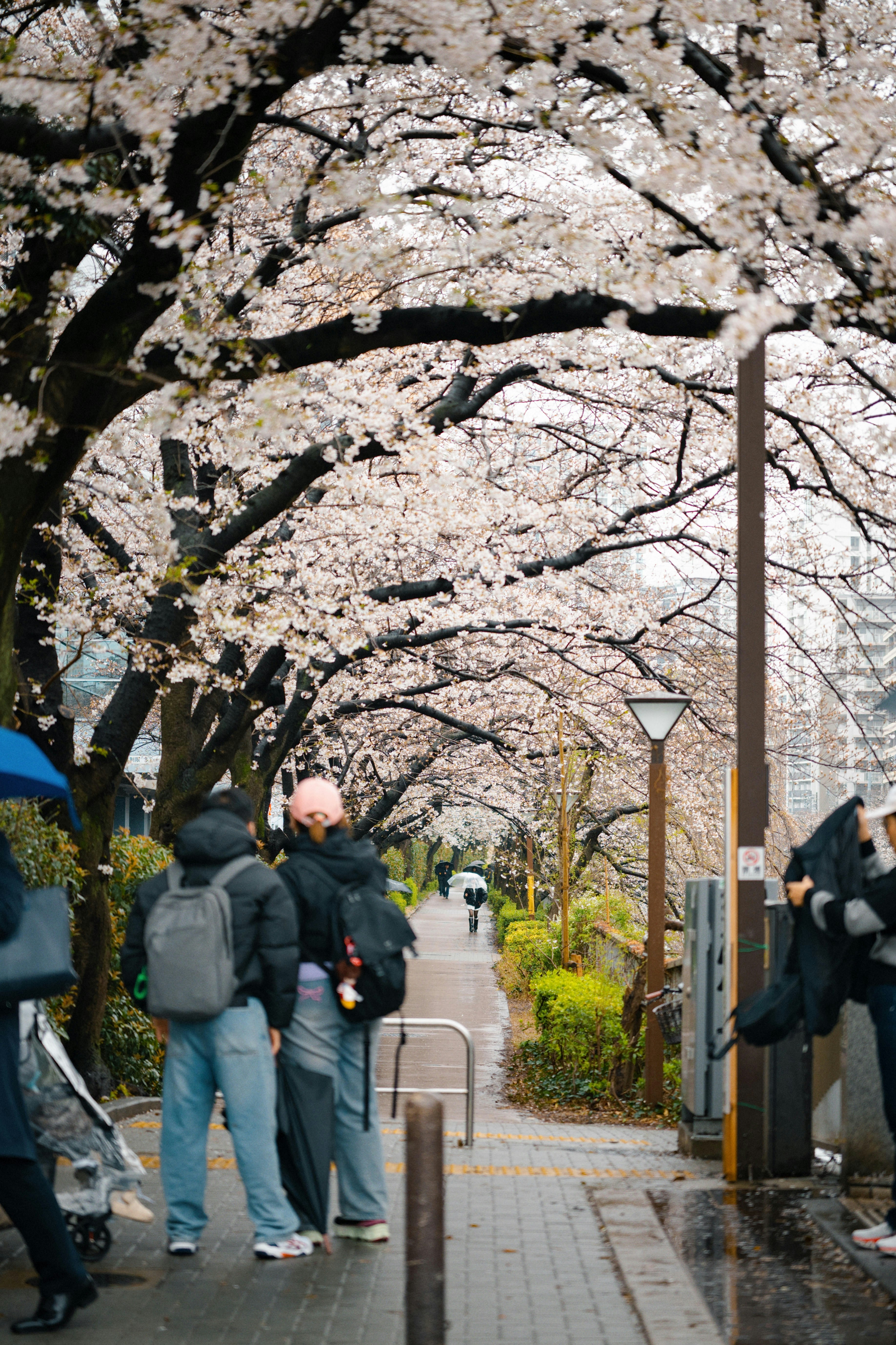 春の東京、桜が咲く風景